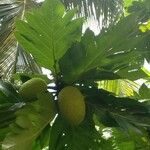 Artocarpus altilis ഫലം