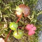 Geranium lucidum Feuille