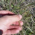 Eragrostis elongata Yaprak