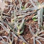 Aloe millotii