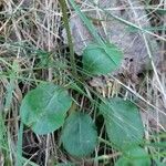 Pyrola minor Leaf