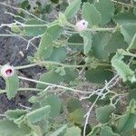 Hibiscus denudatus Leaf