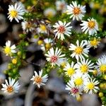 Symphyotrichum ericoides Květ