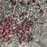 Sedum andegavense 形態