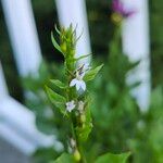 Lobelia inflata Flower