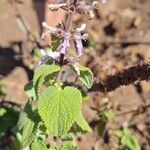 Plectranthus rubropunctatus