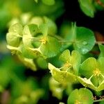 Euphorbia amygdaloides 其他