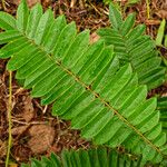 Cnestis corniculata Leaf