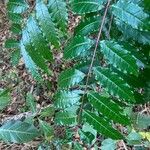 Zanthoxylum caribaeum Leaf