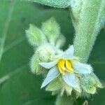 Solanum hirtum
