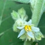 Solanum hirtum Flor