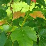 Acer paxii