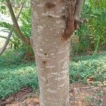 Cassia fistula 樹皮