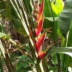 Heliconia bihaiFlor