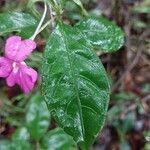 Impatiens firmula Hoja