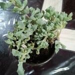 Lampranthus deltoides Leaf
