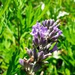 Lavandula × intermedia Flower