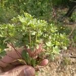 Androsace maxima Leaf