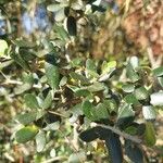 Olea europaeaBlatt