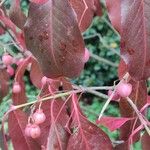 Euonymus carnosus Blatt