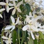 Clematis recta Blomst