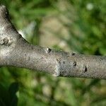 Salix caesia Mosusu