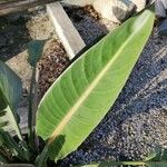 Strelitzia reginae Leaf