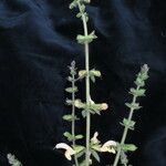 Salvia nubicola Yeri