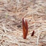 Erythronium dens-canis Leaf