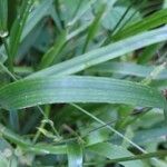 Lolium giganteum Leaf