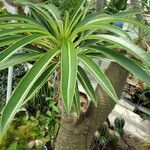 Pachypodium lamerei Leaf