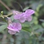 Vicia sylvatica Flower