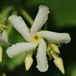 Trachelospermum jasminoides ফুল