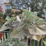 Kalanchoe beharensisЛіст