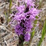 Liatris punctata Кветка