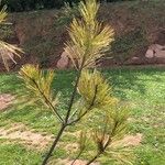 Pinus monticola Lapas