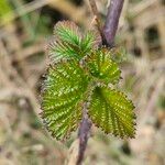 Rubus elegantispinosus Folio