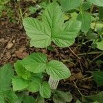 Filipendula ulmariaLeaf