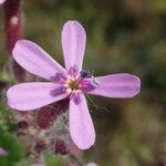 Saponaria ocymoides Floare
