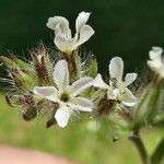 Silene gallica Blüte