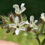 Silene gallica Blomma