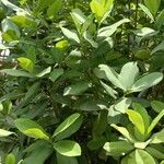 Syzygium aromaticum Leaf