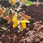 Rhynchosia minima Λουλούδι
