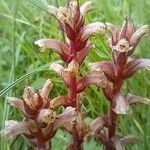 Orobanche elatior फूल