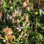 Gentianella campestris Fleur