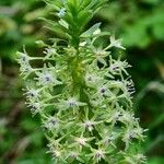 Eucomis pallidiflora Flower