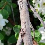 Exochorda × macrantha Bark