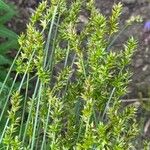 Carex leersii Цвят