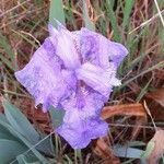 Iris lutescens Blomma