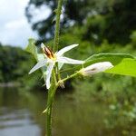 Solanum monachophyllum Flower